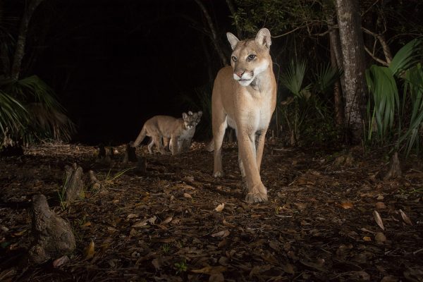 is the first female panther documented north of the Caloosahatchee River since 1975 and a pioneer representing the expansion of her species’ historic range.